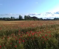 Sodyba ramioje vietoje - 20