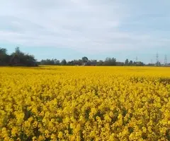 Sodyba ramioje vietoje - 21